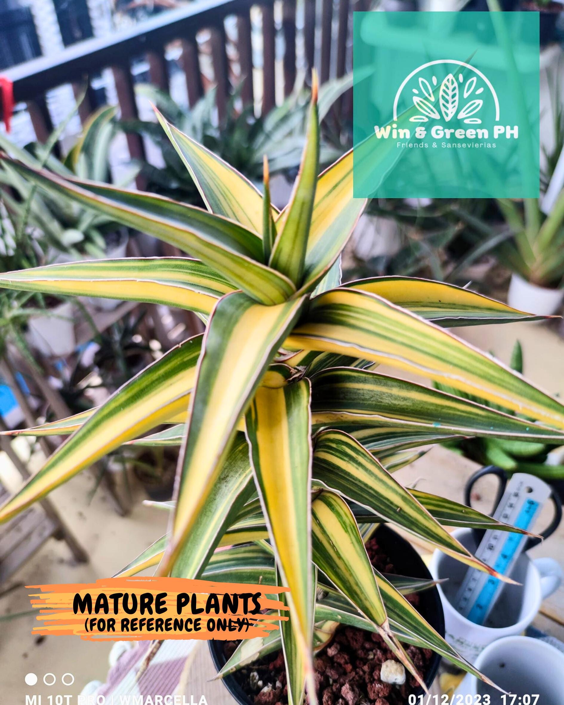Sansevieria 23251 Var (Ha5) (16) | Imported