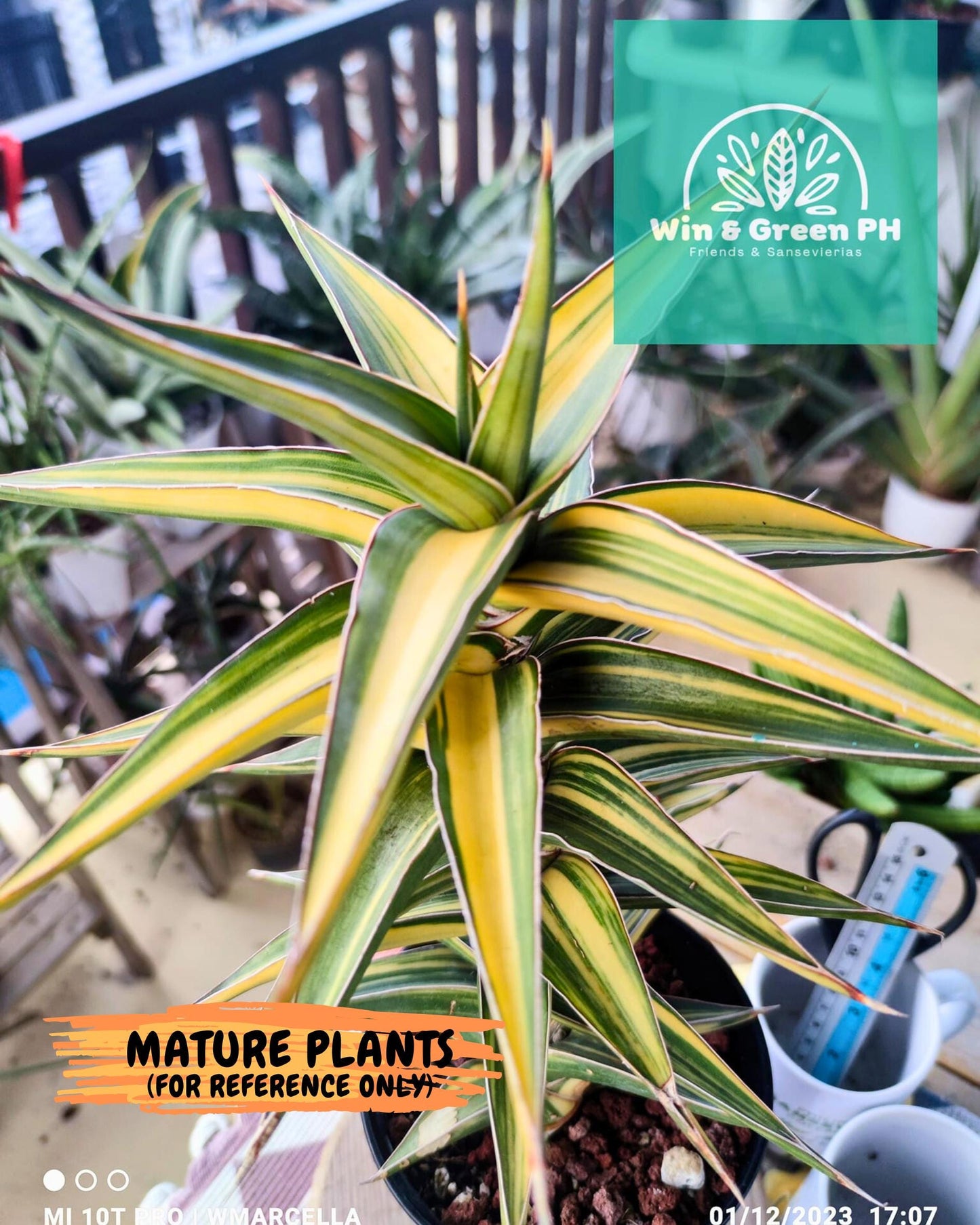 Sansevieria 23251 Var (ca4) (2) | Imported