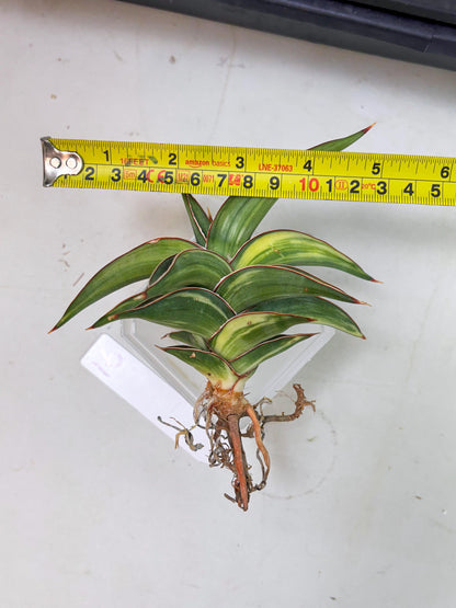 Sansevieria 23251 Var (Ha5) (16) | Imported