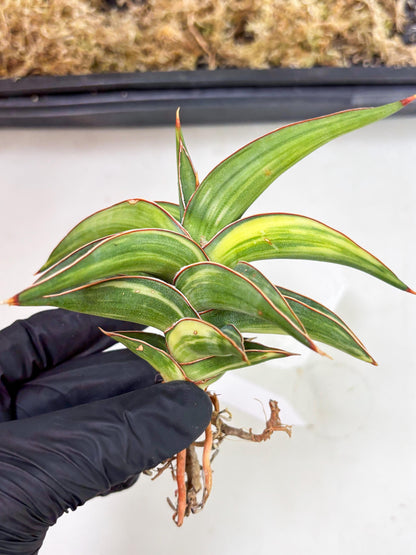 Sansevieria 23251 Var (Ha5) (16) | Imported