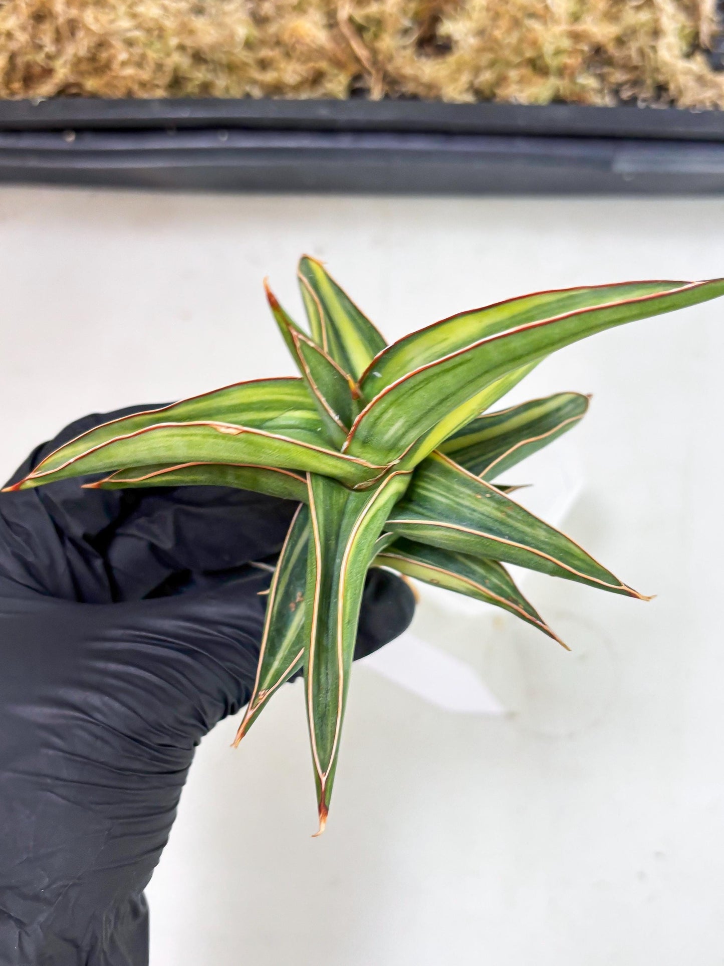 Sansevieria 23251 Var (Ha5) (16) | Imported