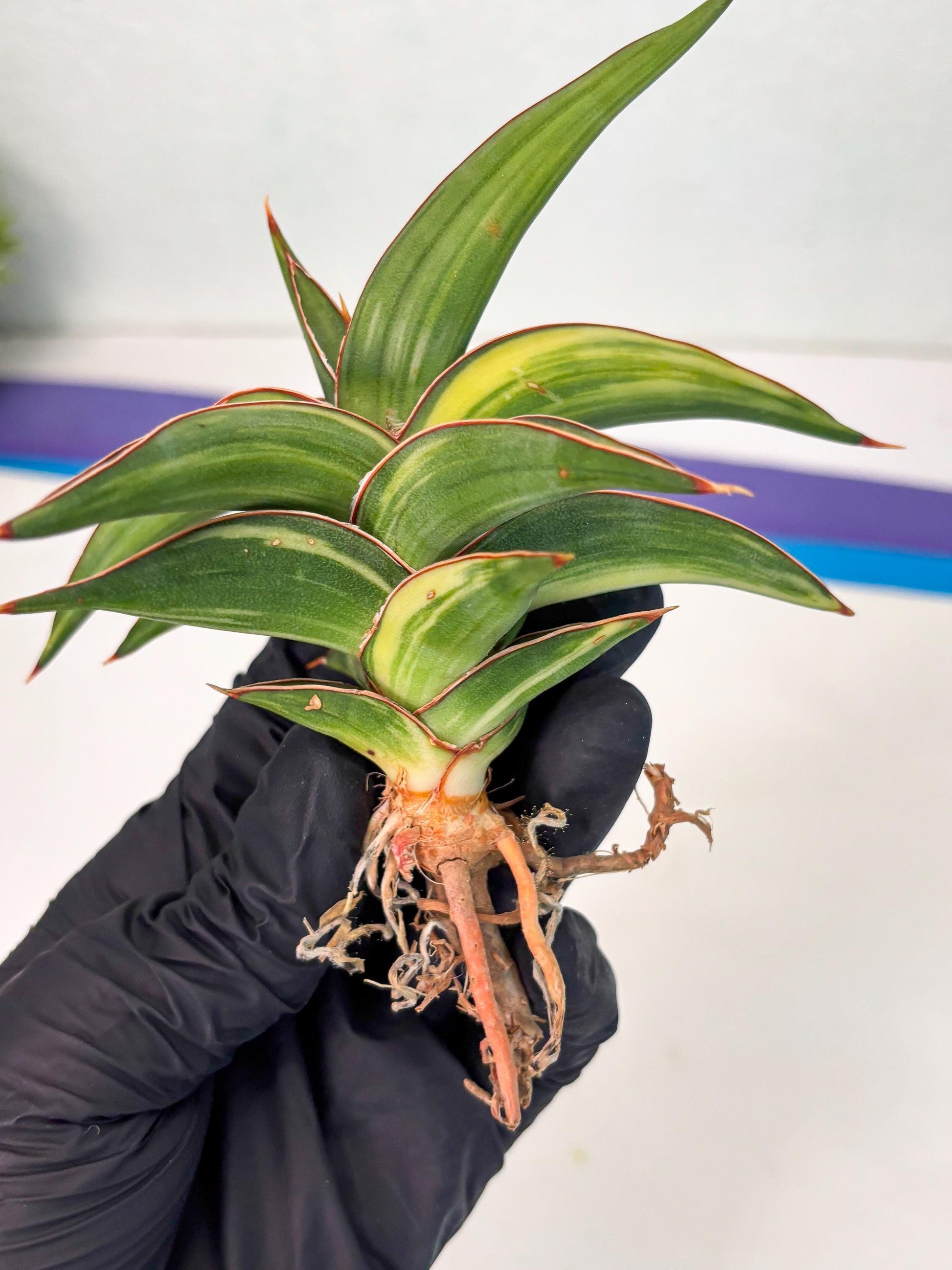 Sansevieria 23251 Var (Ha5) (16) | Imported