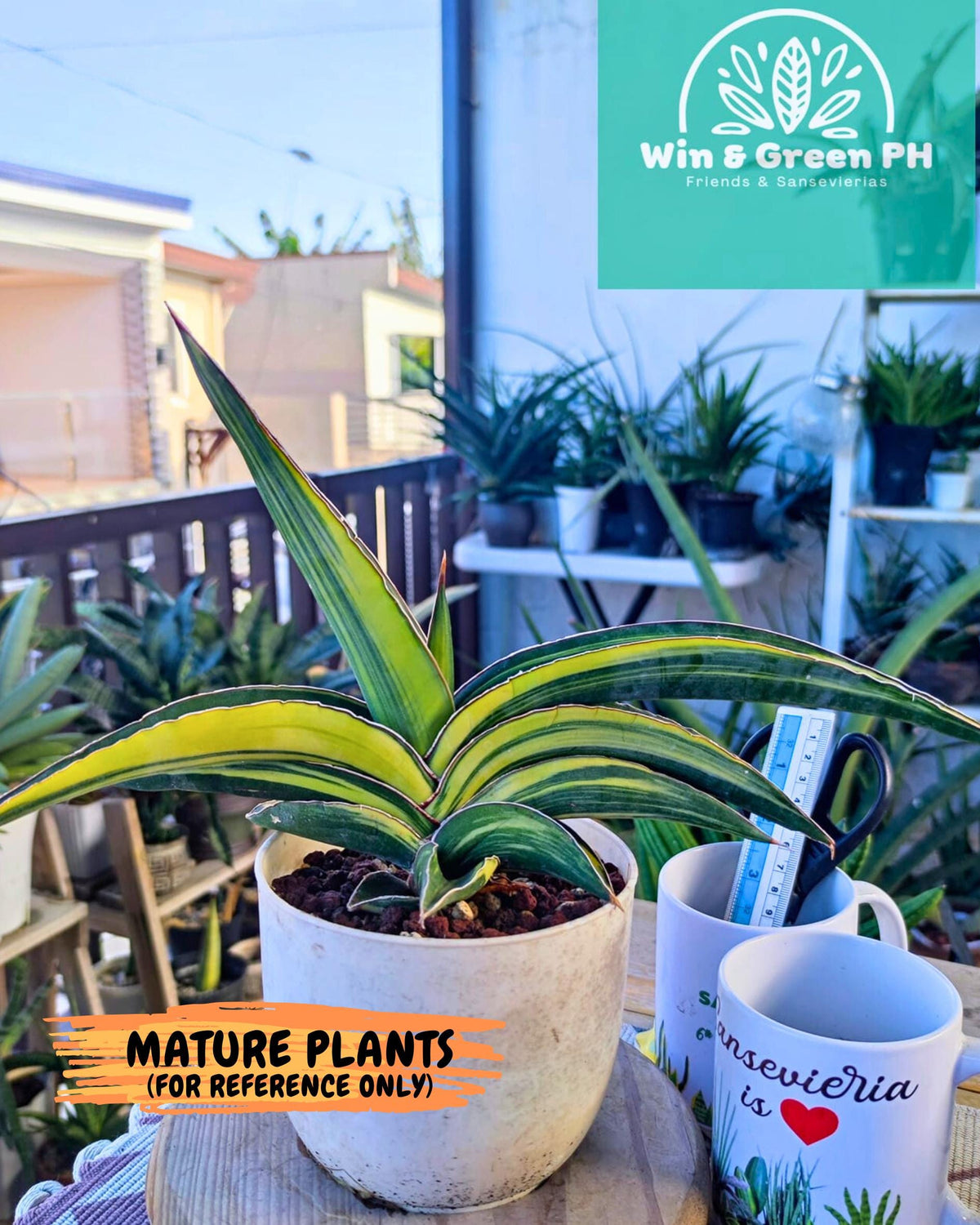 Sansevieria Robusta Var (b) | Rare imported