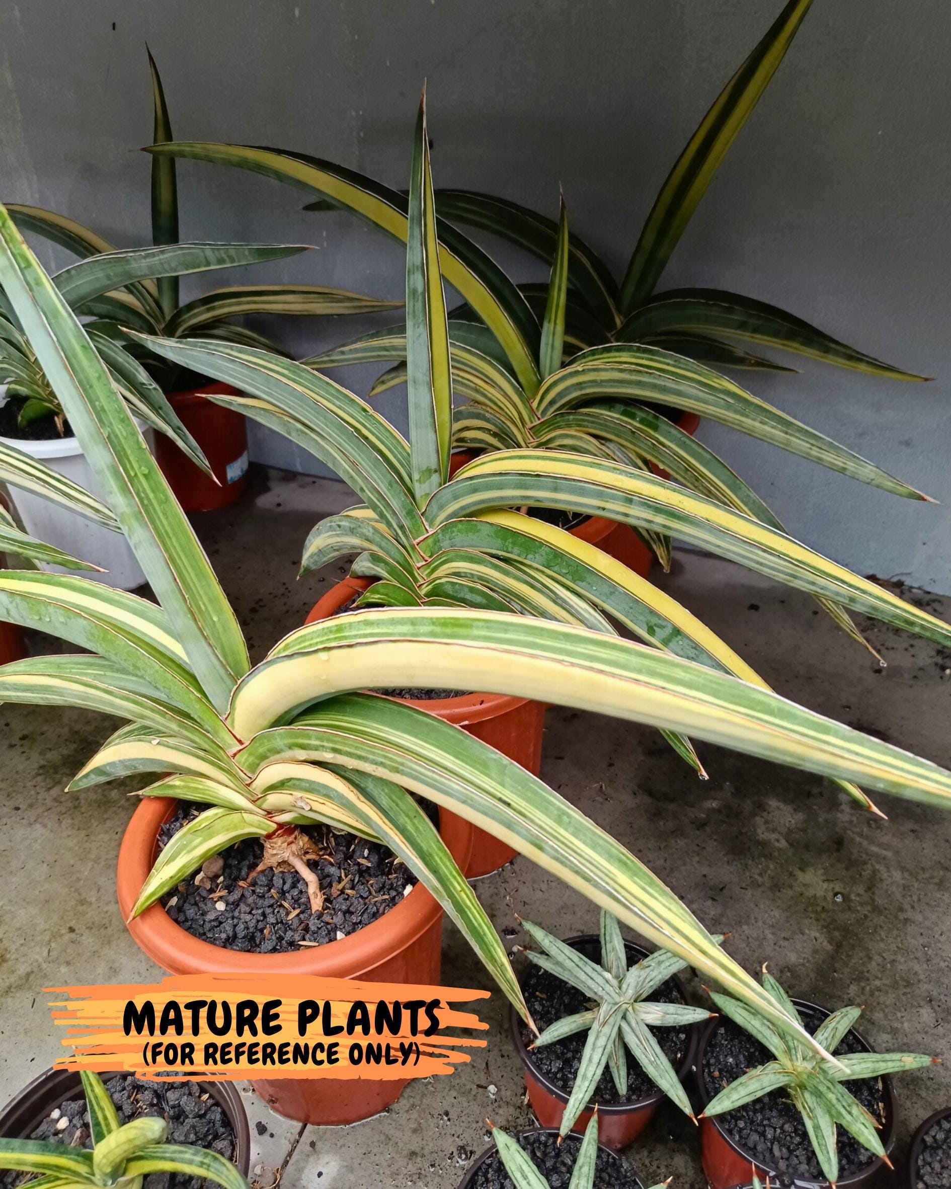 Sansevieria Robusta Var (b) | Rare imported
