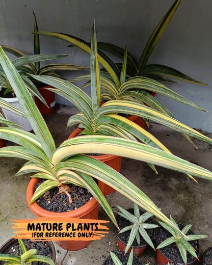 Sansevieria Robusta Var (b) | Rare imported