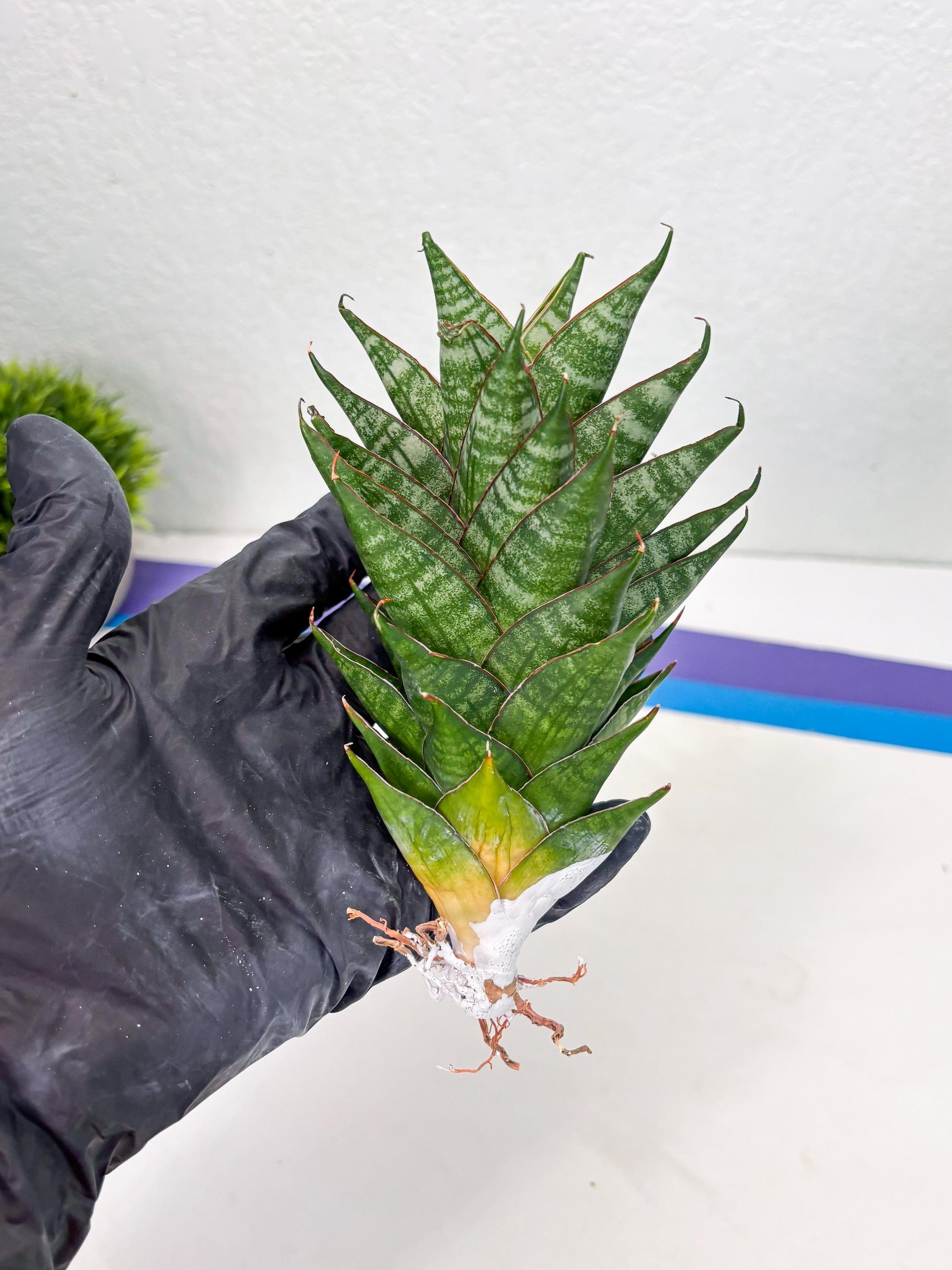 Sansevieria Dragon Scale (su4) (2) | Rare Imported House Plants