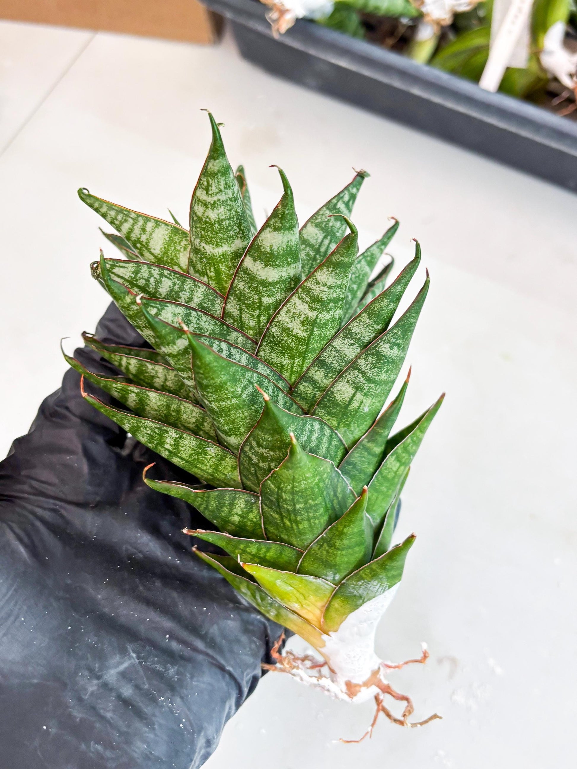 Sansevieria Dragon Scale (su4) (2) | Rare Imported House Plants