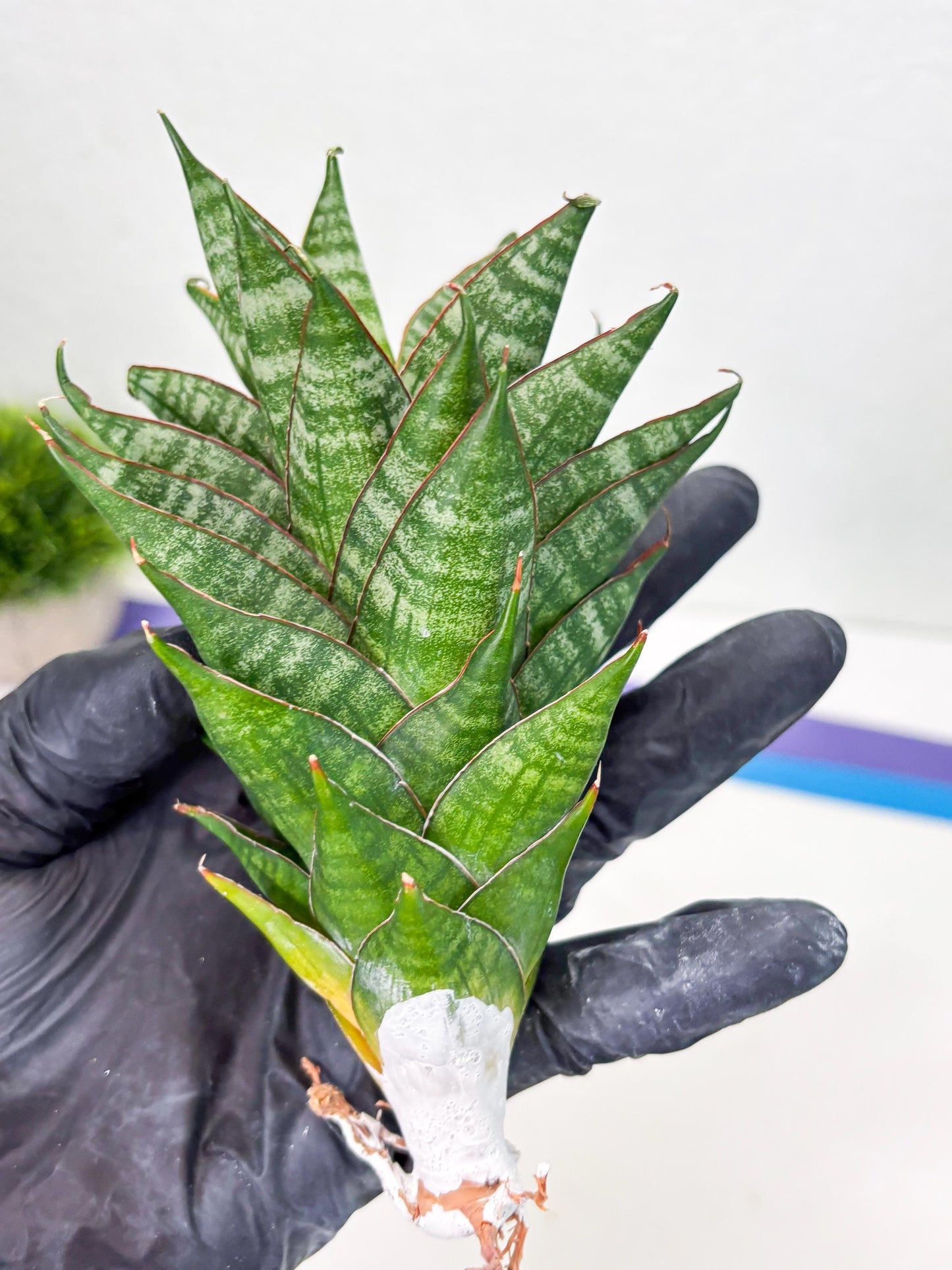 Sansevieria Dragon Scale (su4) (2) | Rare Imported House Plants