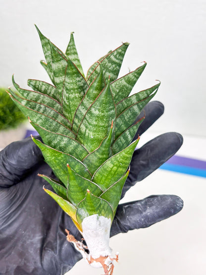 Sansevieria Dragon Scale (su4) (2) | Rare Imported House Plants