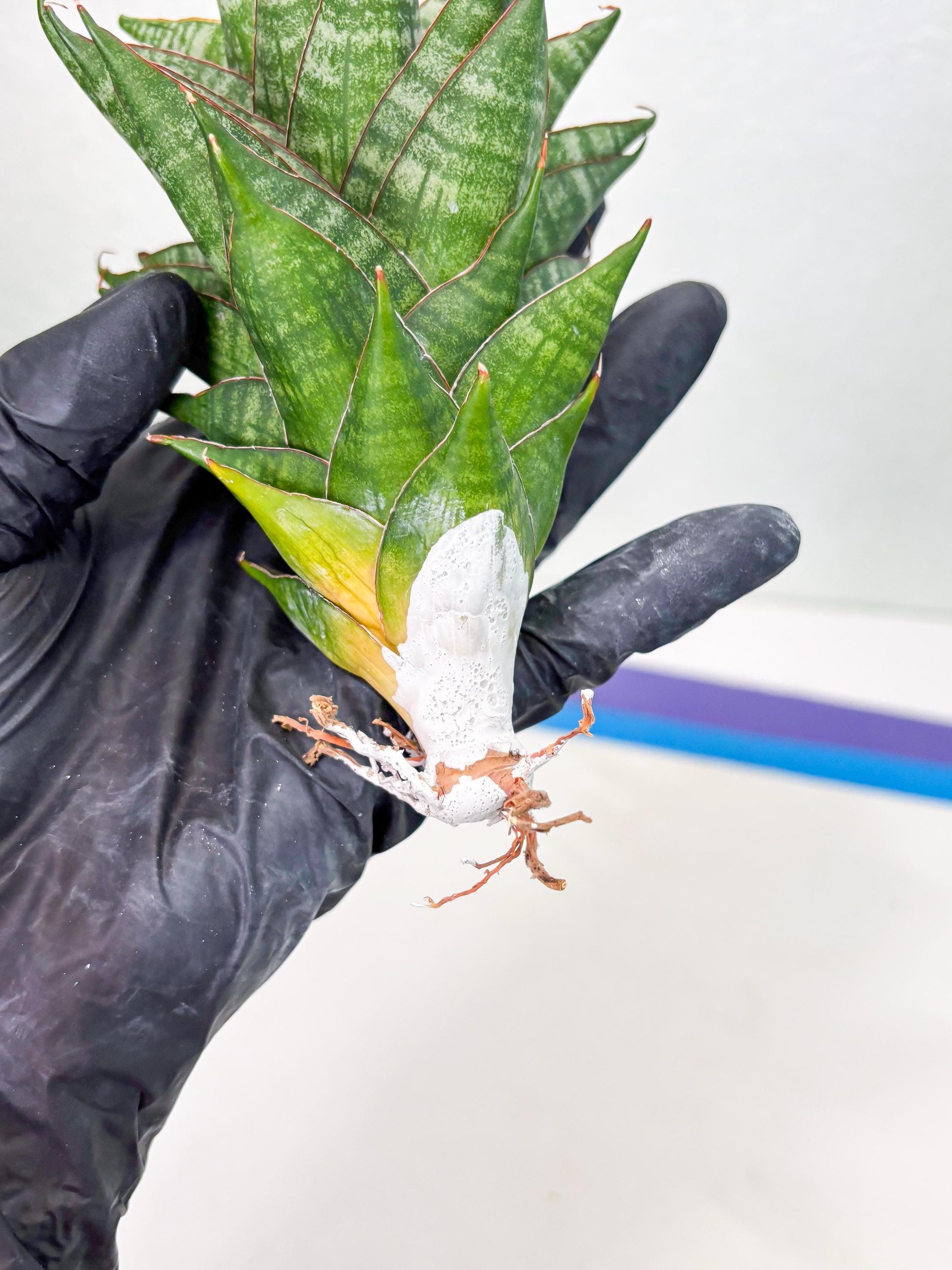 Sansevieria Dragon Scale (su4) (2) | Rare Imported House Plants