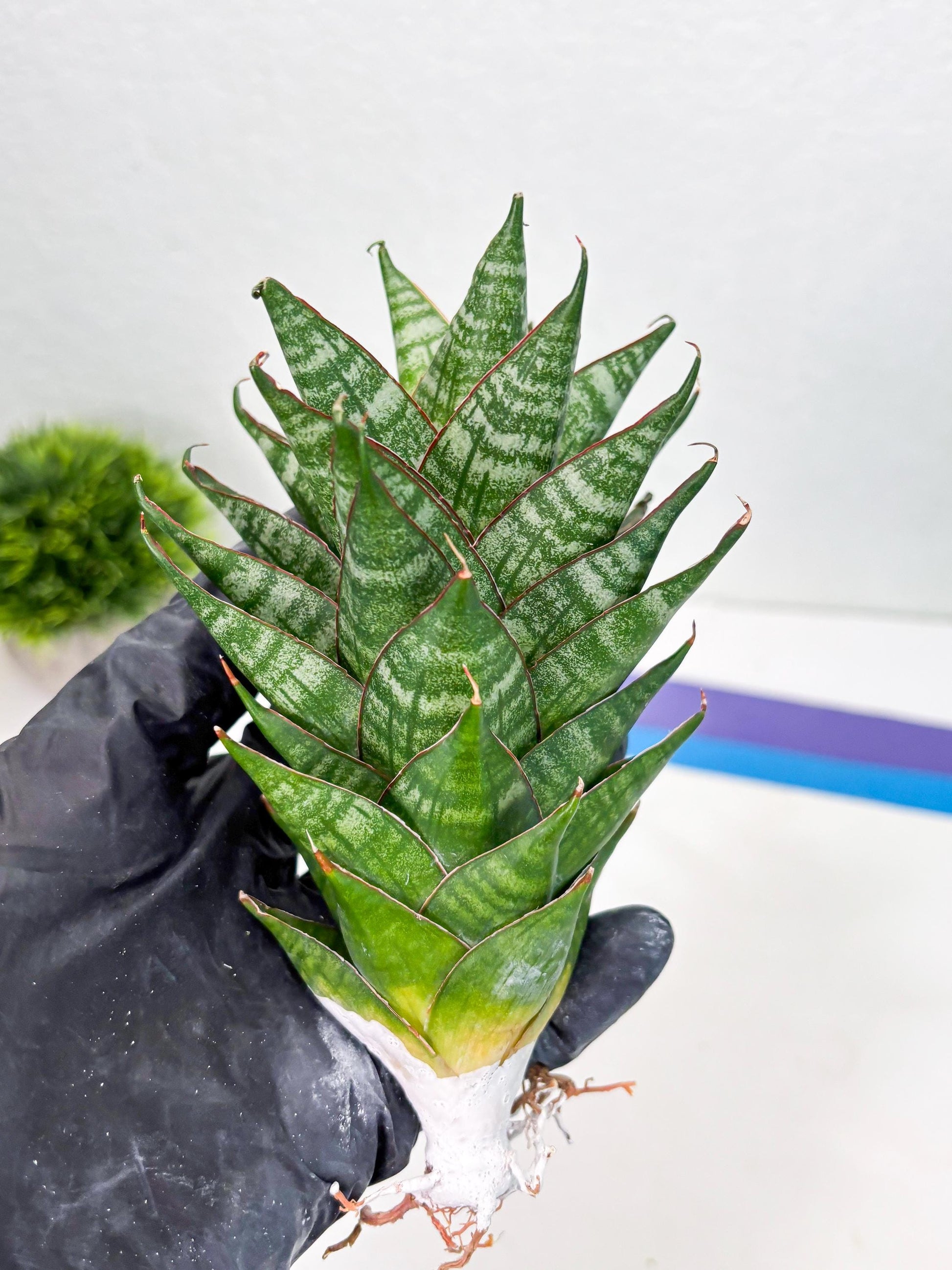 Sansevieria Dragon Scale (su4) (2) | Rare Imported House Plants