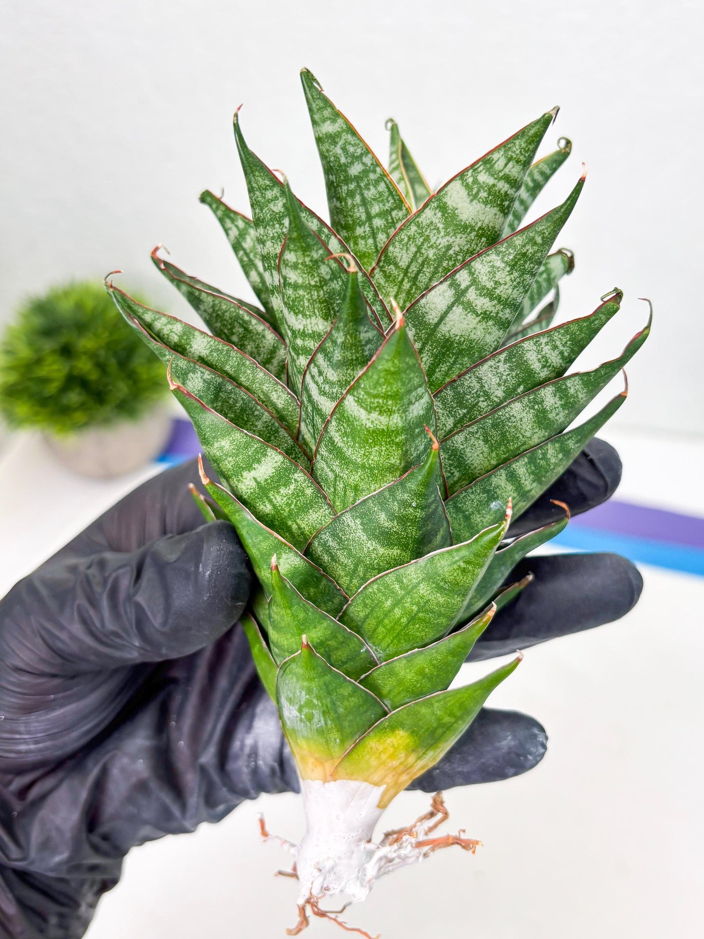 Sansevieria Dragon Scale (su4) (2) | Rare Imported House Plants