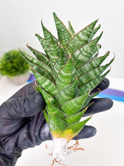 Sansevieria Dragon Scale (su4) (2) | Rare Imported House Plants
