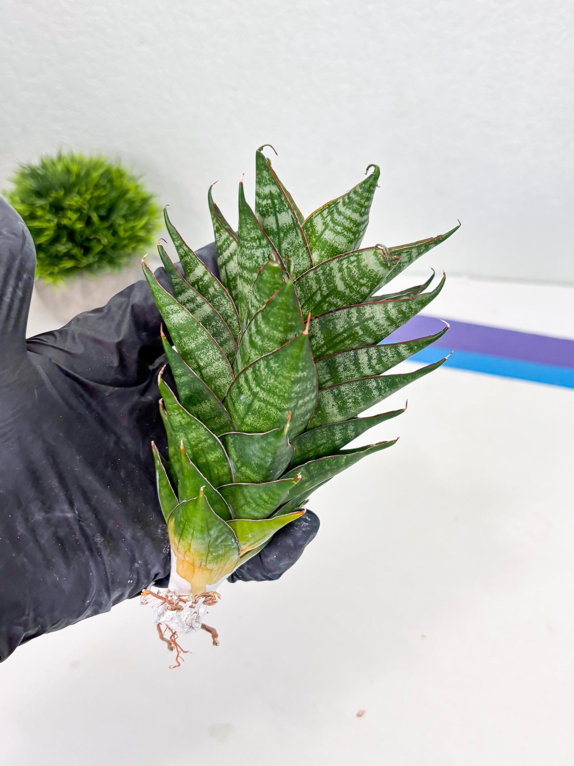 Sansevieria Dragon Scale (su4) (2) | Rare Imported House Plants