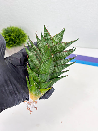 Sansevieria Dragon Scale (su4) (2) | Rare Imported House Plants