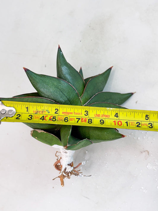 Sansevieria Noah's Ark (su4) (4) | Imported House Plants