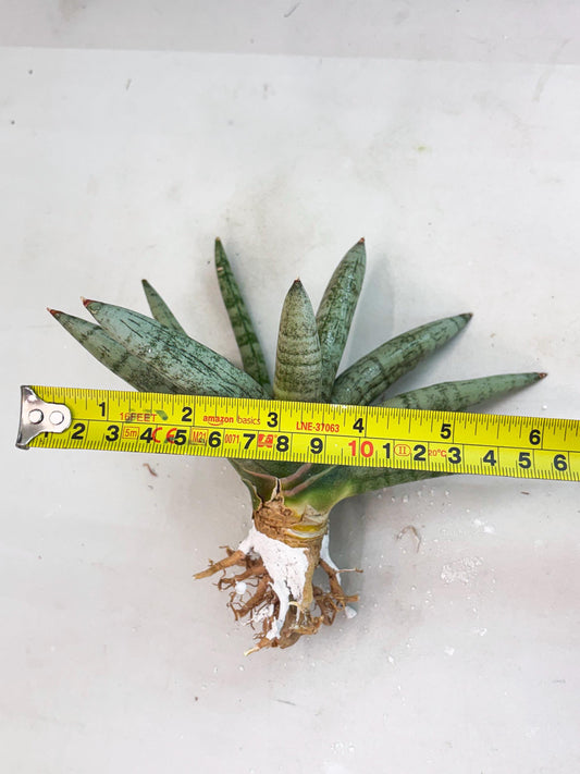 Sansevieria NangFon (su4) (5) | Imported House Plants