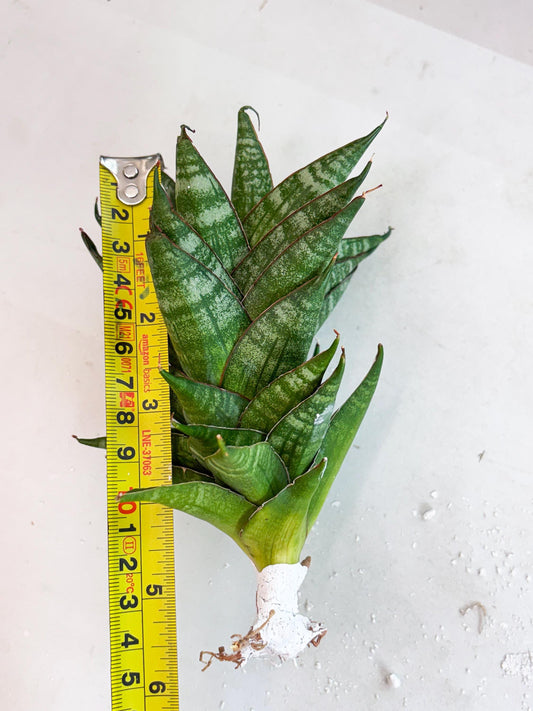 Sansevieria Dragon Scale (su4) (6) | Rare Imported House Plants