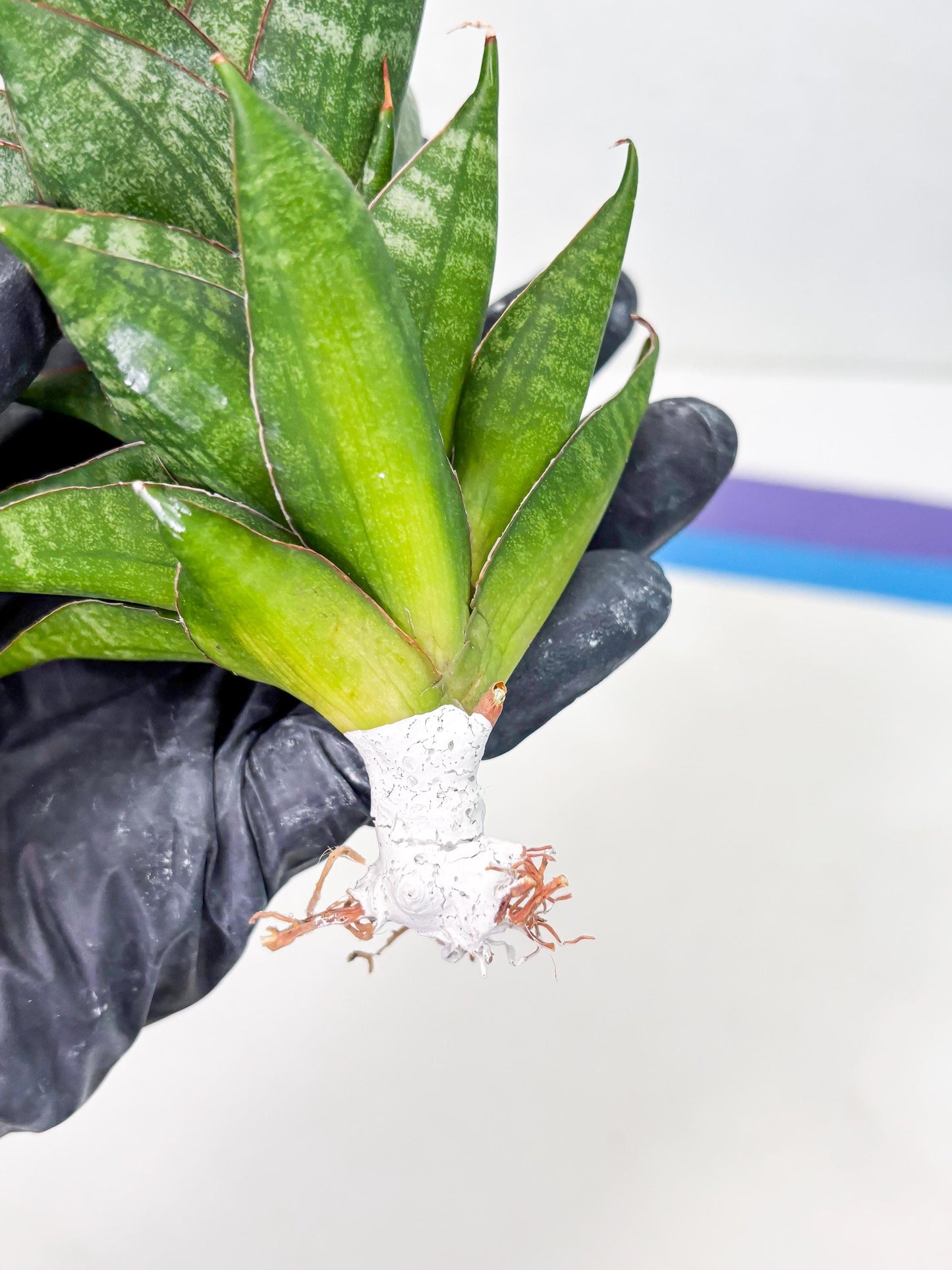 Sansevieria Dragon Scale (su4) (6) | Rare Imported House Plants