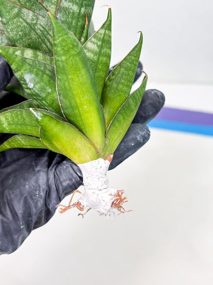 Sansevieria Dragon Scale (su4) (6) | Rare Imported House Plants