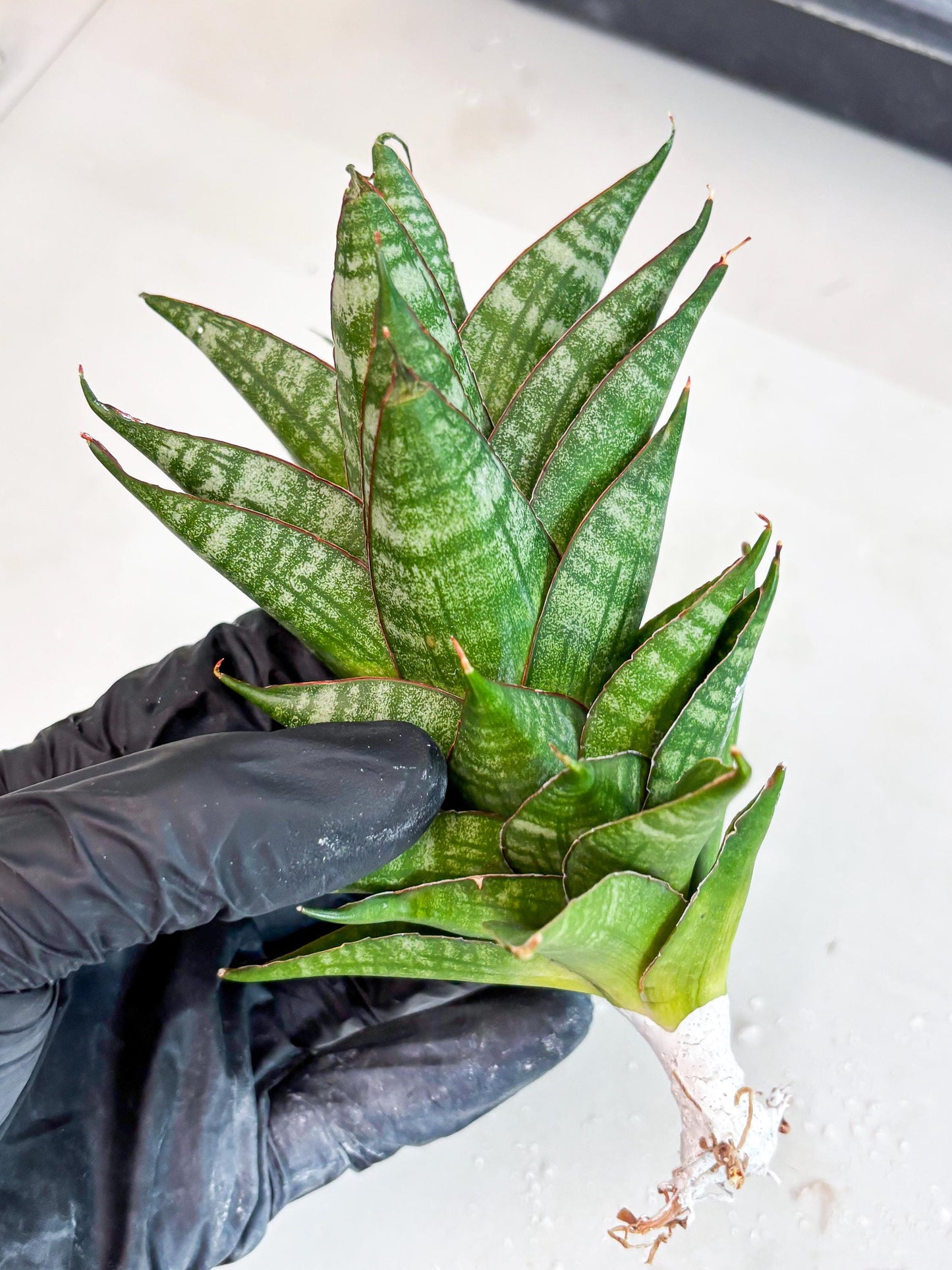 Sansevieria Dragon Scale (su4) (6) | Rare Imported House Plants