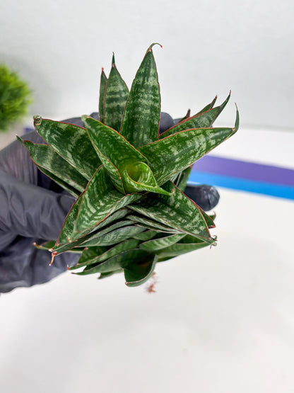 Sansevieria Dragon Scale (su4) (6) | Rare Imported House Plants
