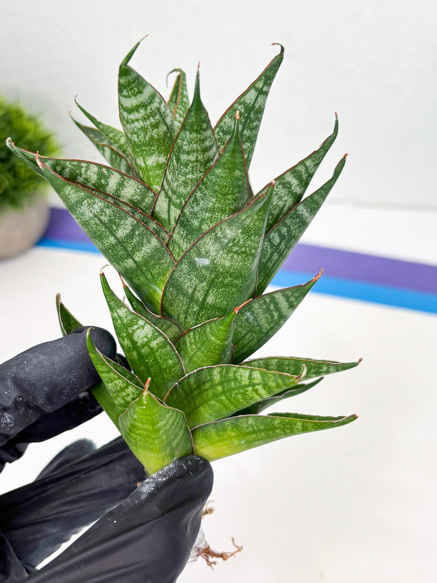 Sansevieria Dragon Scale (su4) (6) | Rare Imported House Plants