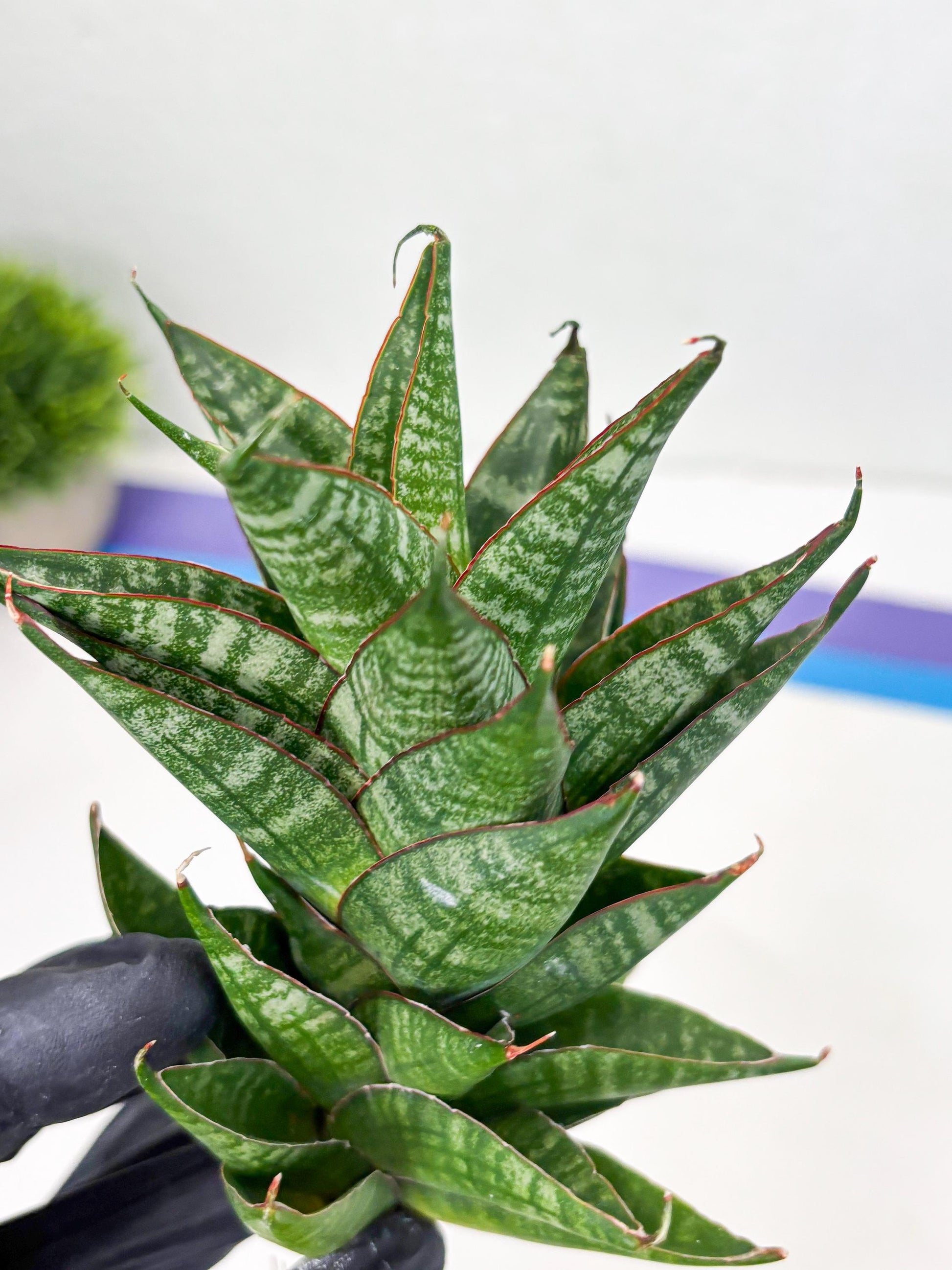 Sansevieria Dragon Scale (su4) (6) | Rare Imported House Plants