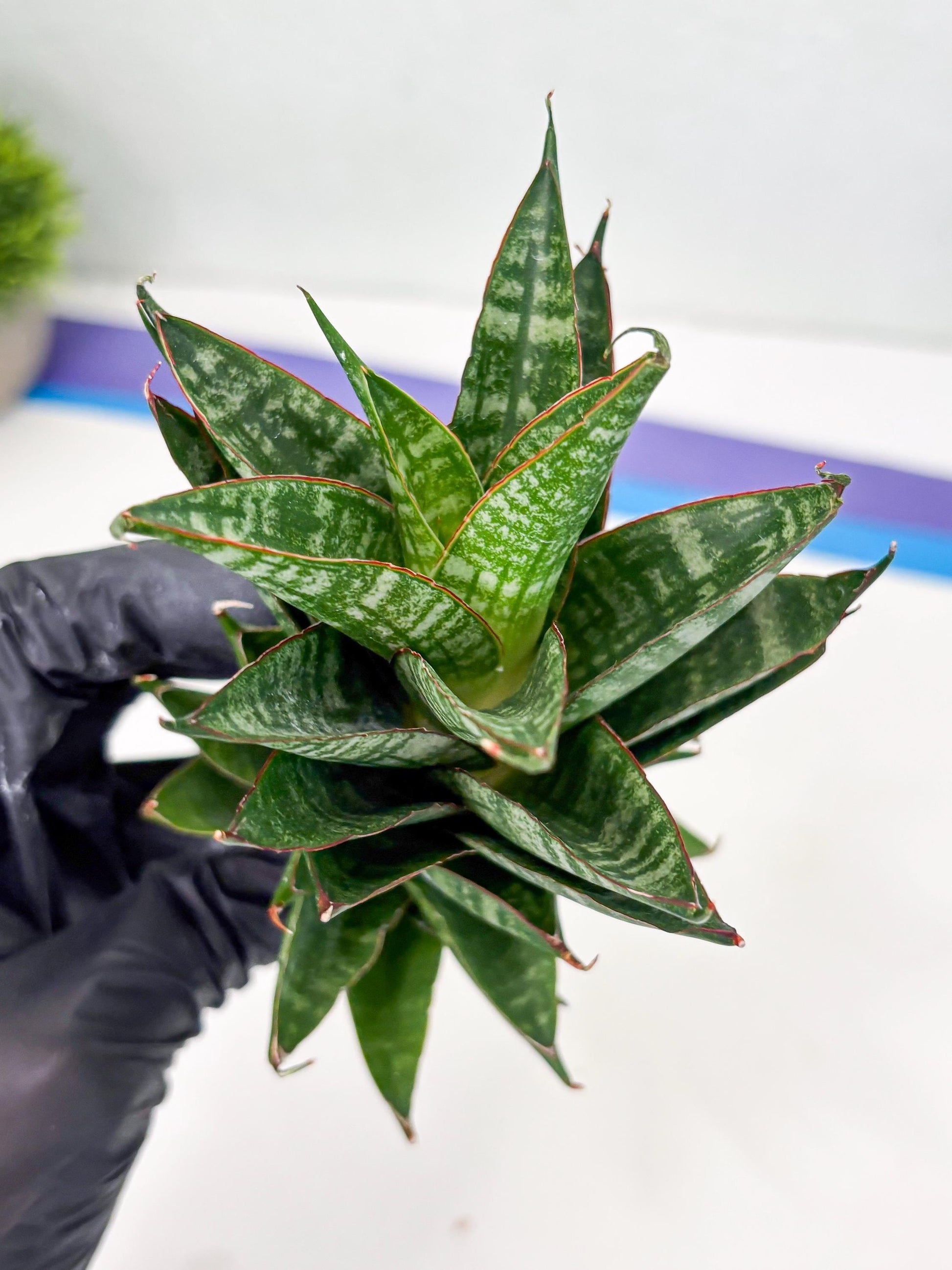 Sansevieria Dragon Scale (su4) (6) | Rare Imported House Plants