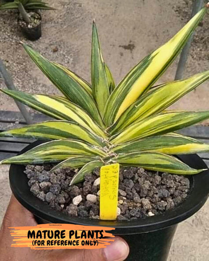 Sansevieria Sawasdee Var (ca2) (1) | Imported House Plants