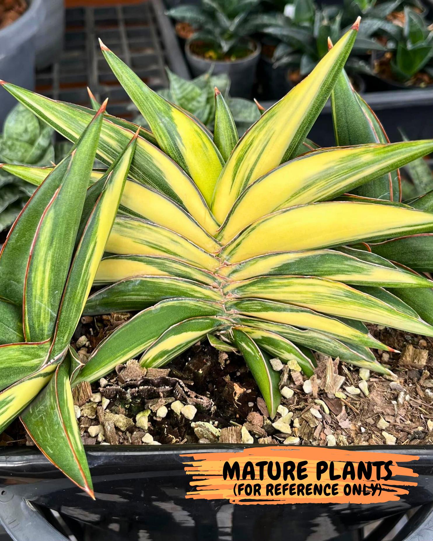 Sansevieria Sawasdee Var (ca2) (1) | Imported House Plants