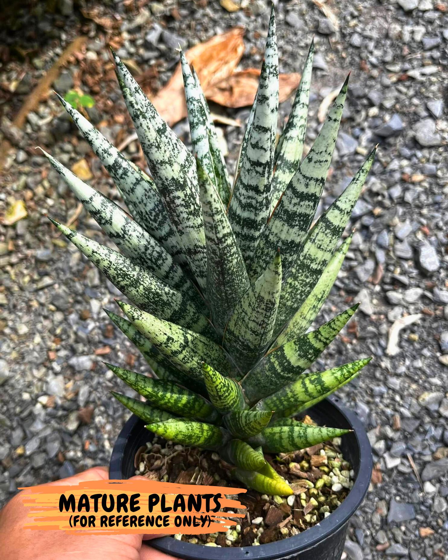 Sansevieria Zebra (ca3) (2) | Imported House Plants