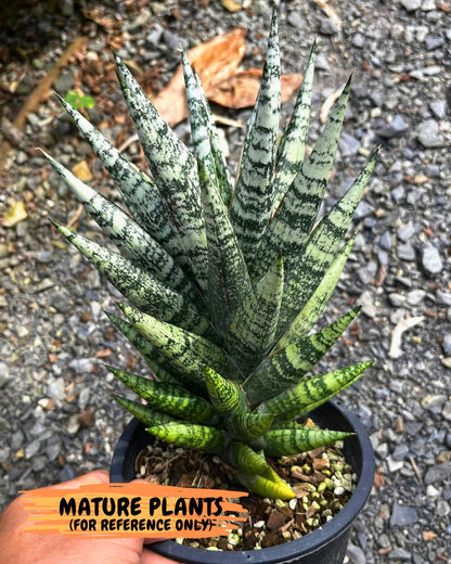 Sansevieria Zebra (ca3) (2) | Imported House Plants