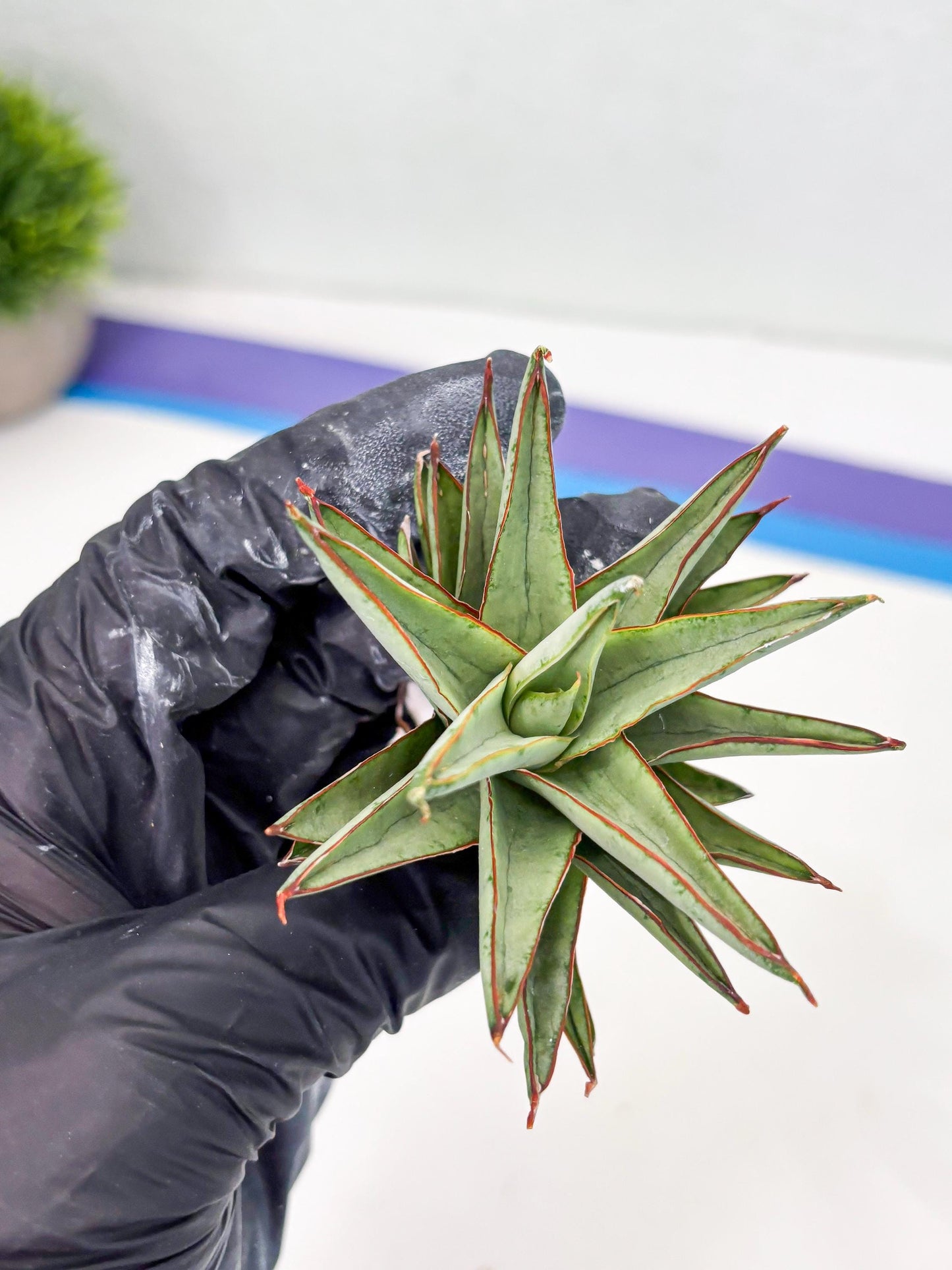 Sansevieria Baby Yoda (su4) (9) | Dwarf Hybrids