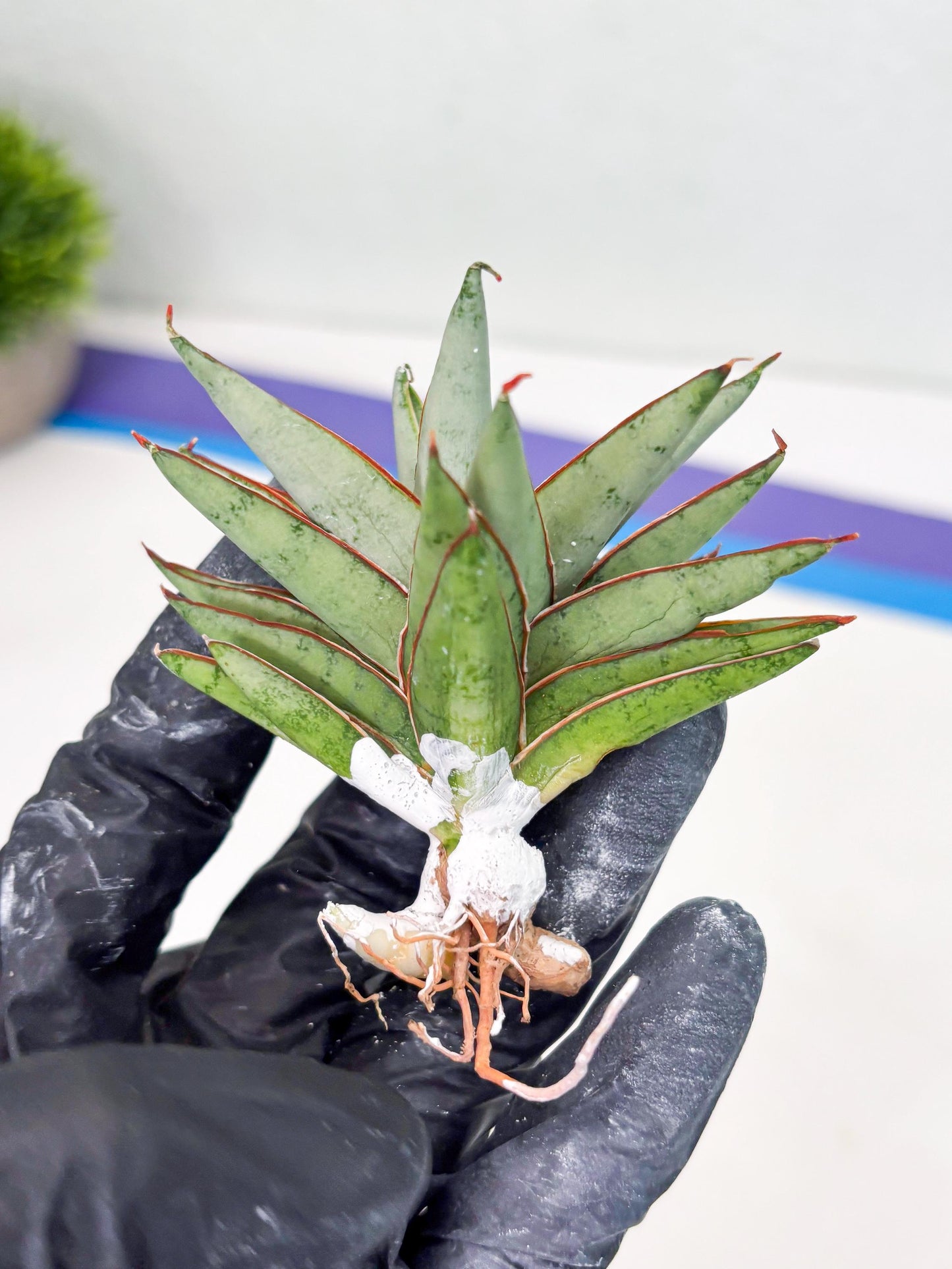 Sansevieria Baby Yoda (su4) (9) | Dwarf Hybrids