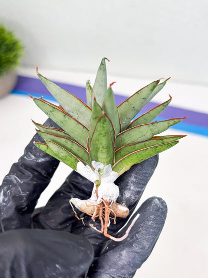 Sansevieria Baby Yoda (su4) (9) | Dwarf Hybrids