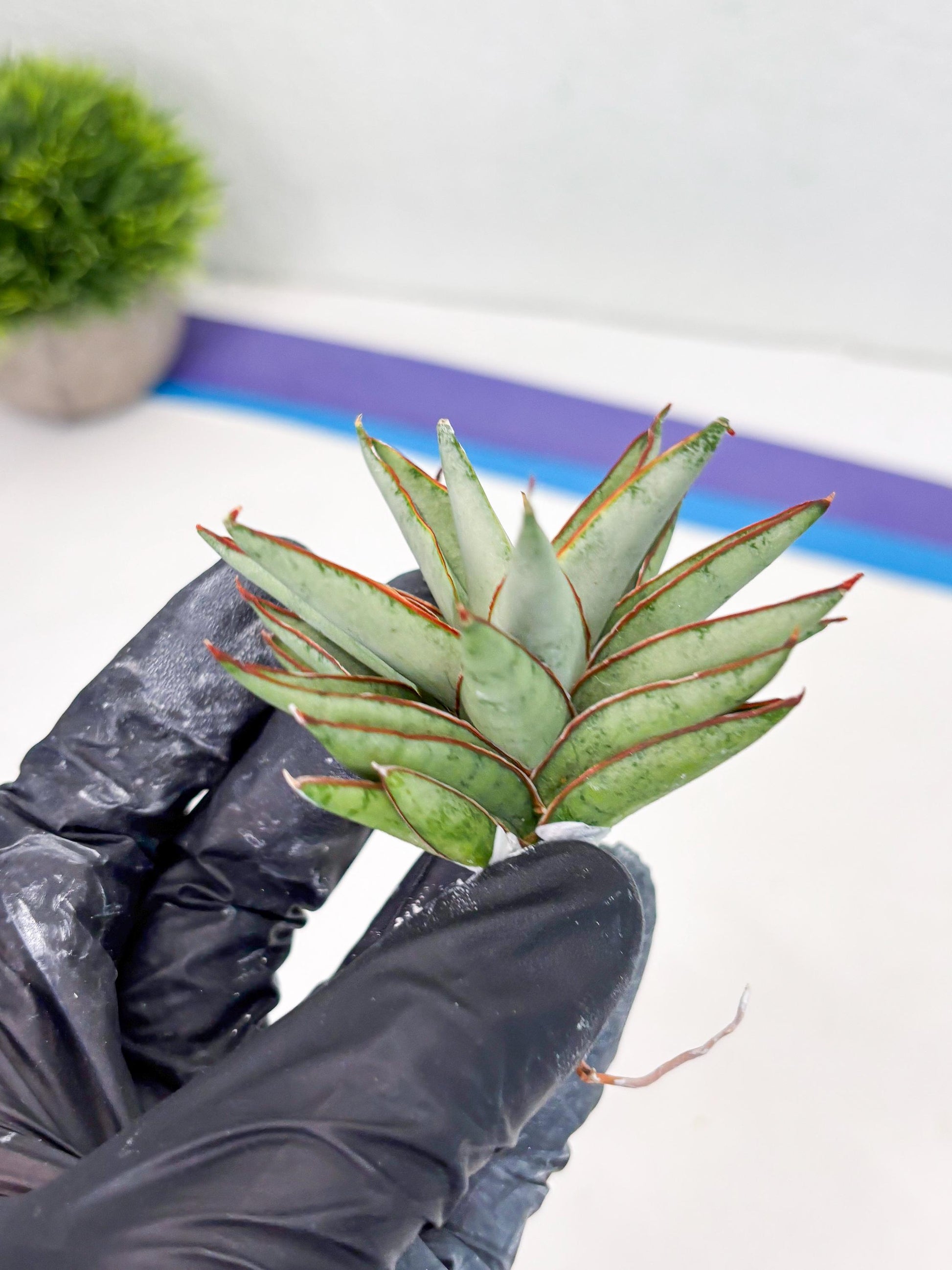 Sansevieria Baby Yoda (su4) (9) | Dwarf Hybrids