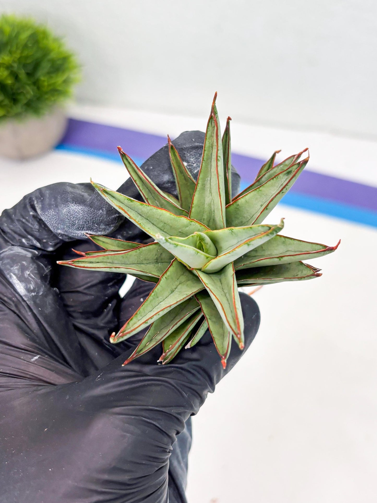 Sansevieria Baby Yoda (su4) (9) | Dwarf Hybrids