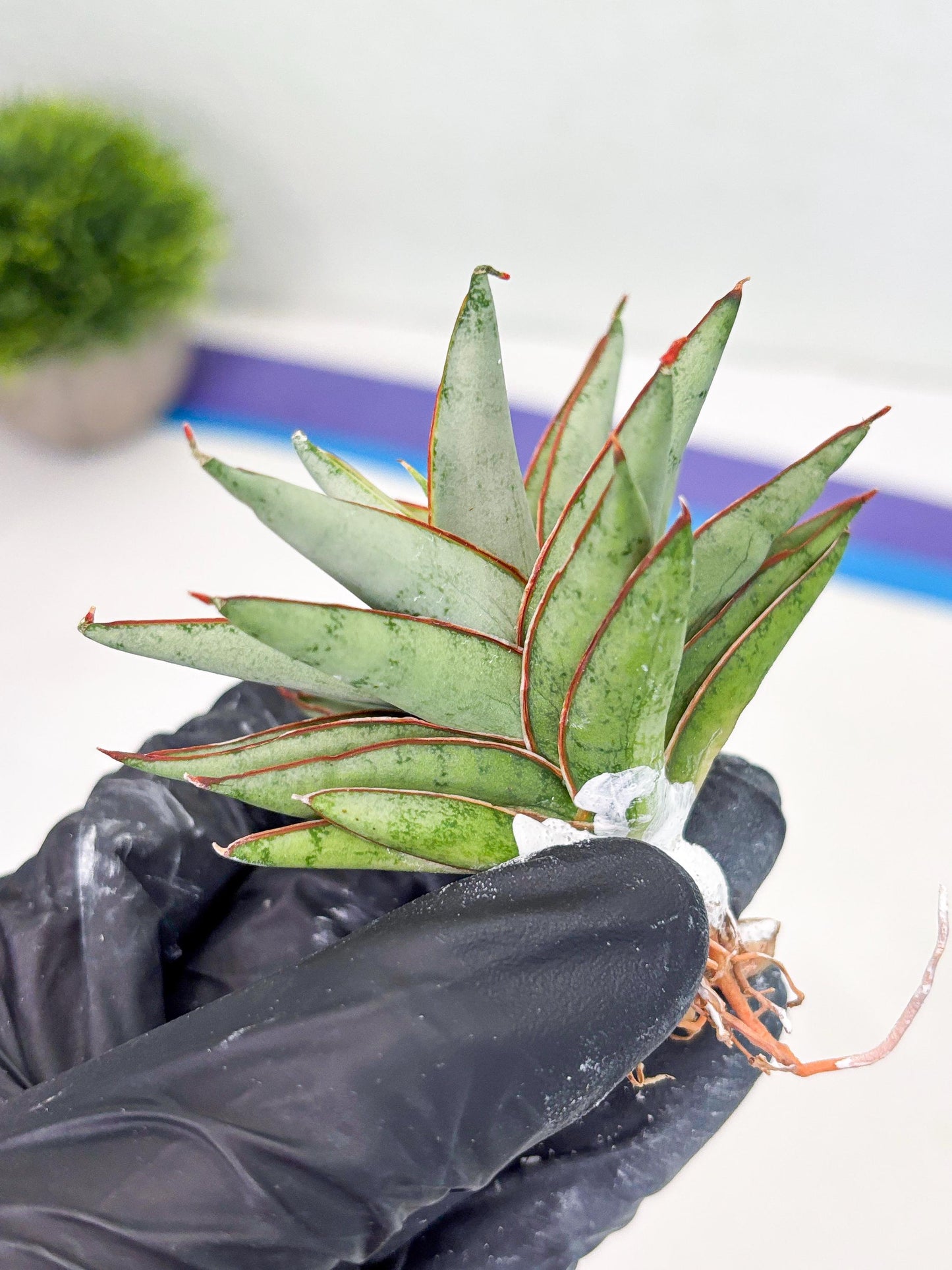 Sansevieria Baby Yoda (su4) (9) | Dwarf Hybrids