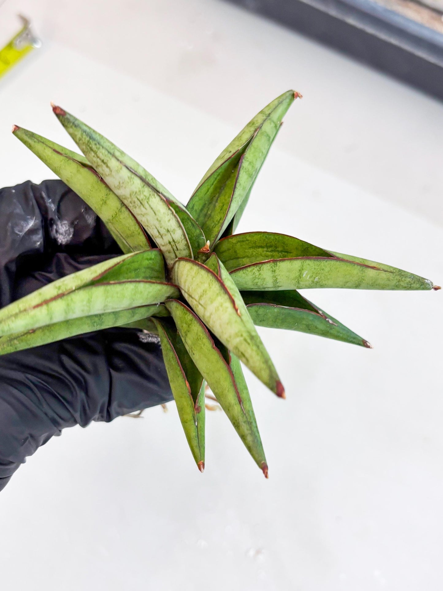 Sansevieria Waddao (su4) (14) | Imported House Plants