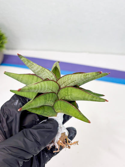 Sansevieria Waddao (su4) (14) | Imported House Plants