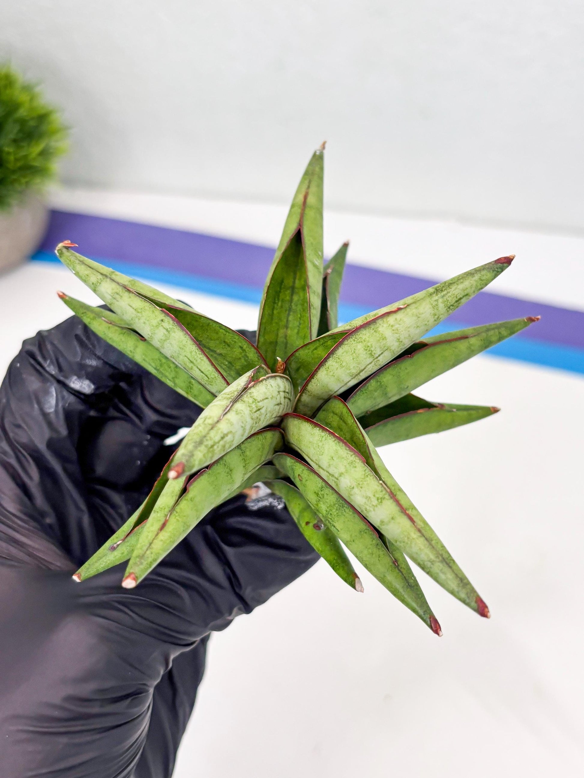 Sansevieria Waddao (su4) (14) | Imported House Plants