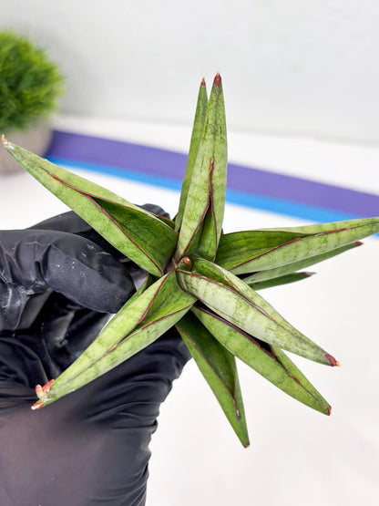 Sansevieria Waddao (su4) (14) | Imported House Plants