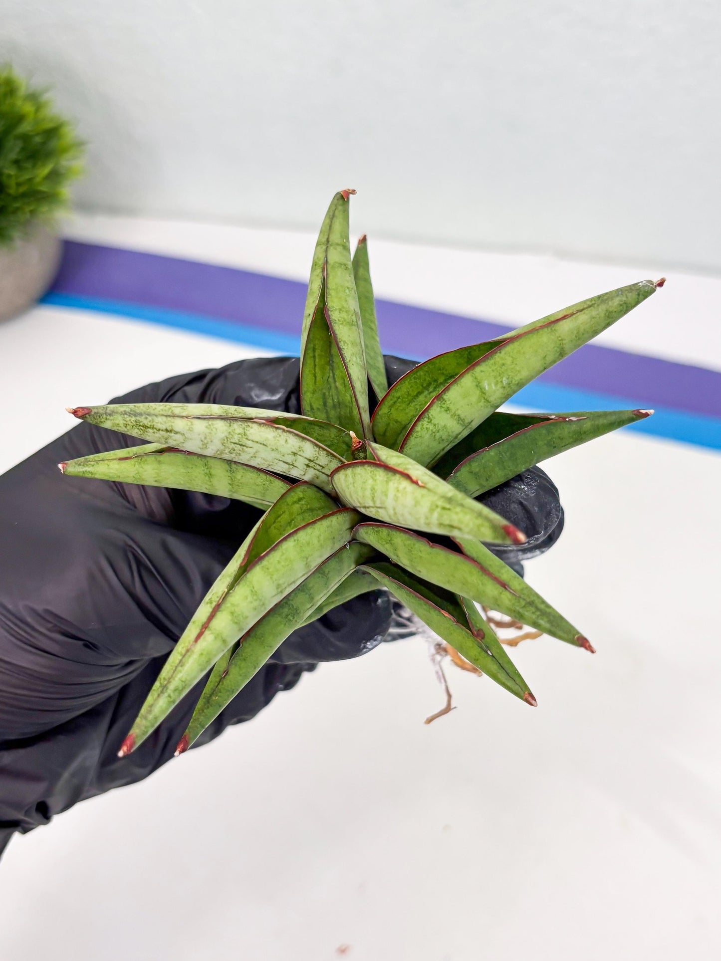 Sansevieria Waddao (su4) (14) | Imported House Plants