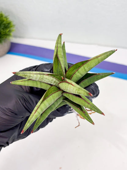 Sansevieria Waddao (su4) (14) | Imported House Plants