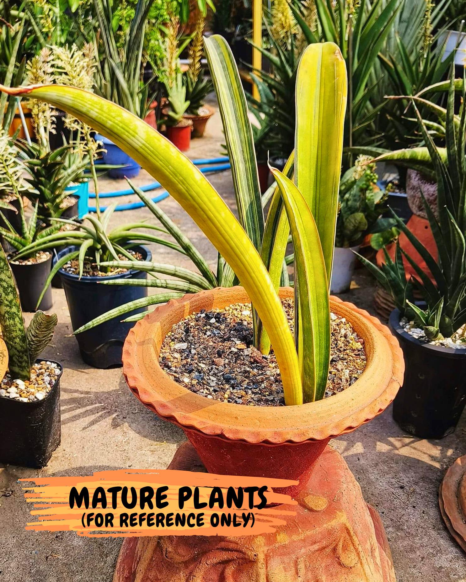 Sansevieria Hallii Baseball Bat Var (su5) (11) | Rare Imported House Plants