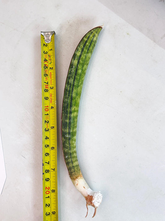 Sansevieria Hallii Baseball Bat Var (su5) (9) | Rare Imported House Plants
