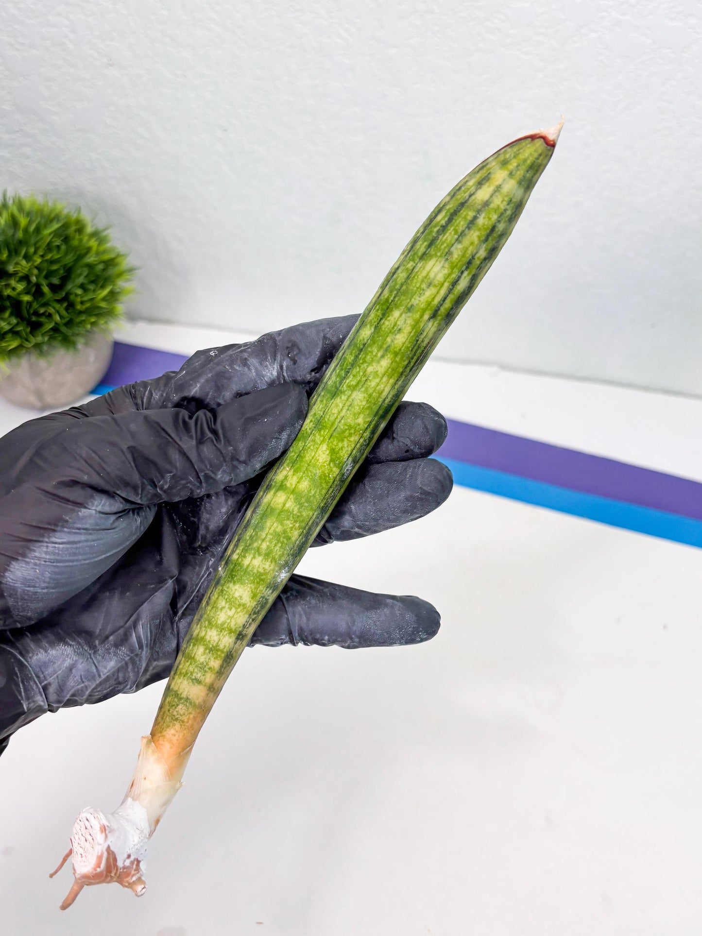 Sansevieria Hallii Baseball Bat Var (su5) (9) | Rare Imported House Plants