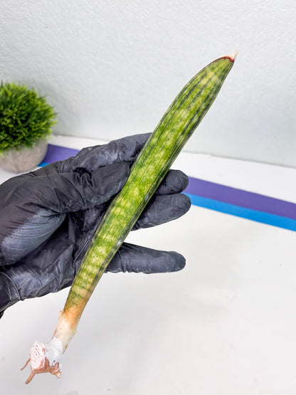 Sansevieria Hallii Baseball Bat Var (su5) (9) | Rare Imported House Plants