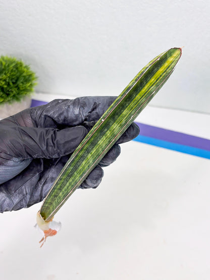 Sansevieria Hallii Baseball Bat Var (su5) (9) | Rare Imported House Plants